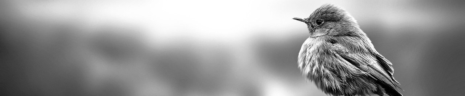 Giving you direct access key buyers in a thriving market